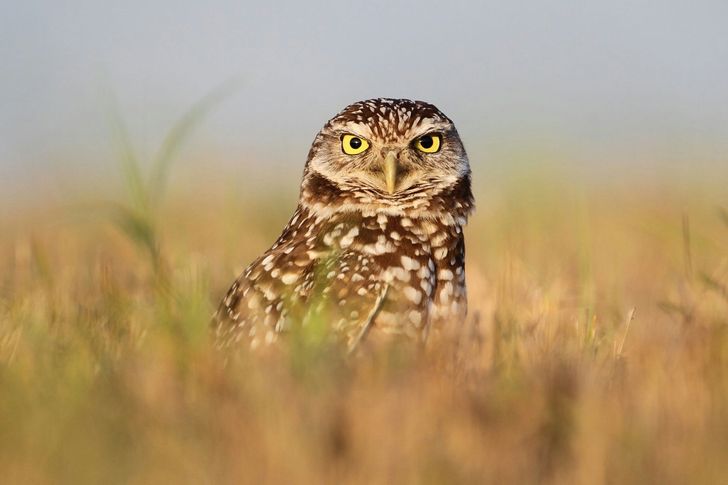 Crow Valley Birding Pawnee - Image 6