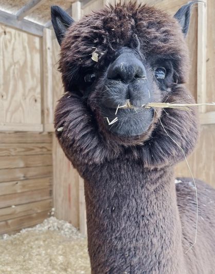 Private Alpaca Trail Walk - Image 5