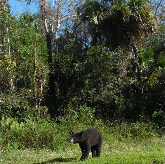 Big Cypress National Preserve Jeep Tour - Image 2
