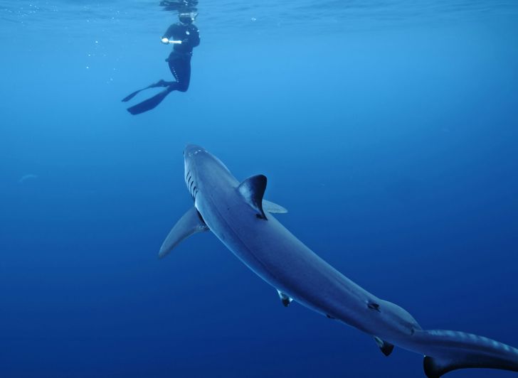 Blue & Mako Shark Offshore Expedition - Image 4