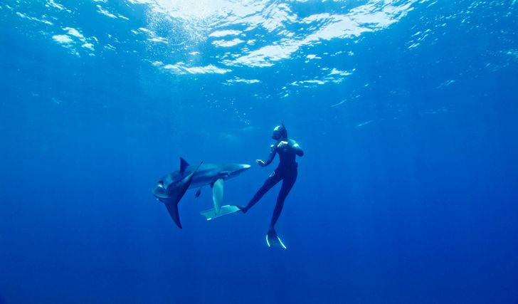 Blue & Mako Shark Offshore Expedition - Image 1