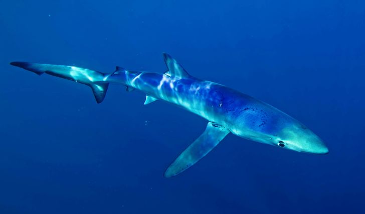 Blue & Mako Shark Offshore Expedition - Image 5