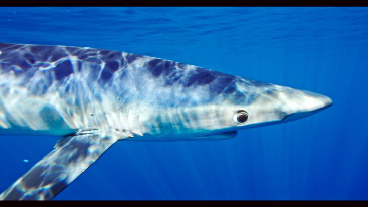 Blue & Mako Shark Offshore Expedition - Image 6