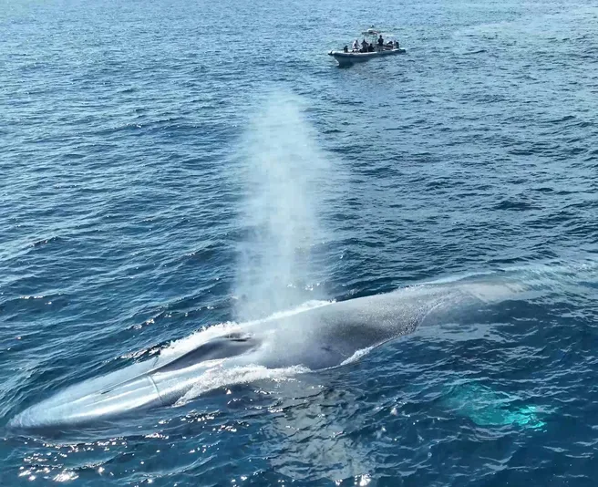 Dolphin and Whale Watching Adventure