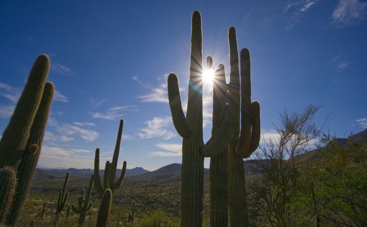 Scottsdale Desert Classic Hiking Adventure - Image 3