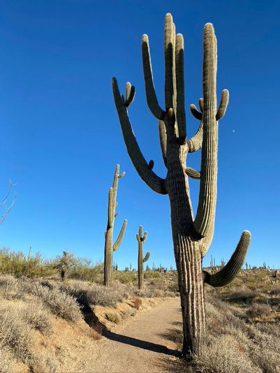 Amazing 2-Hour Guided Hiking Adventure in the Sonoran Desert - Image 3