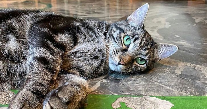 Cat Lounge Session in Seattle