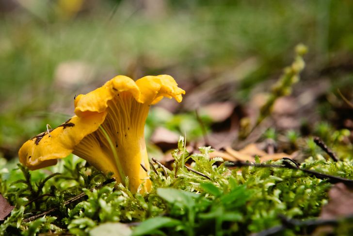 Crazy for Chanterelles Wild Mushroom Hunt - Image 4