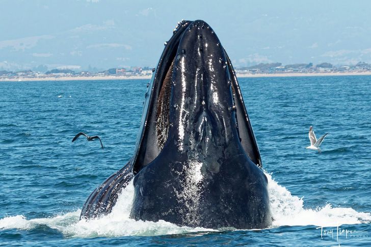 Monterey Whale Watching Cruise - Image 6