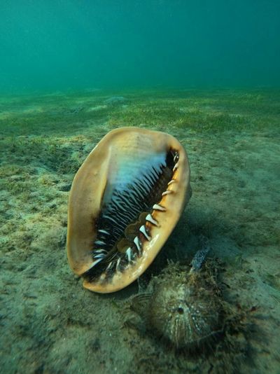Private Peanut Island Boat & Snorkel Tour - Image 4