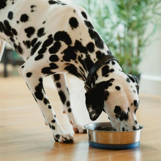 Cook for your Pup: Make Dog Meals and Treats in Washington DC - Image 3