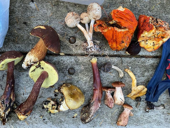 Seattle Mushroom Foraging 101 - Image 2