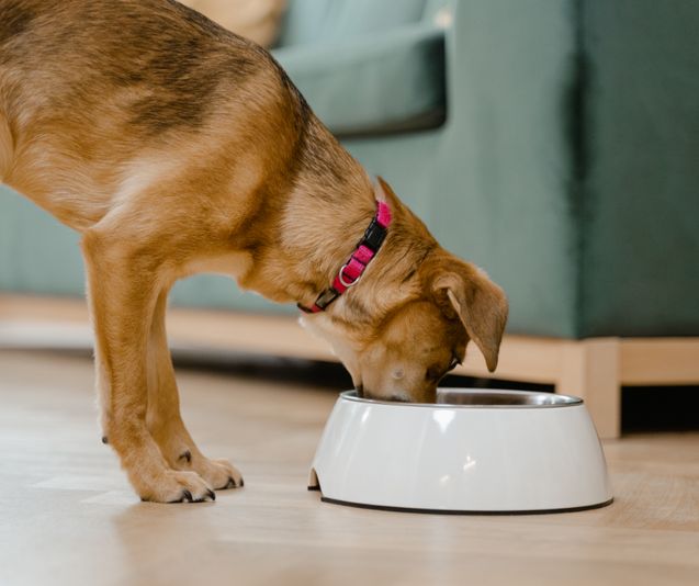 Cook for your Pup: Make Dog Meals and Treats in Washington DC - Image 5