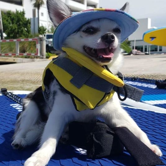 Paws & Paddle Board Rental on Biscayne Bay - Image 5