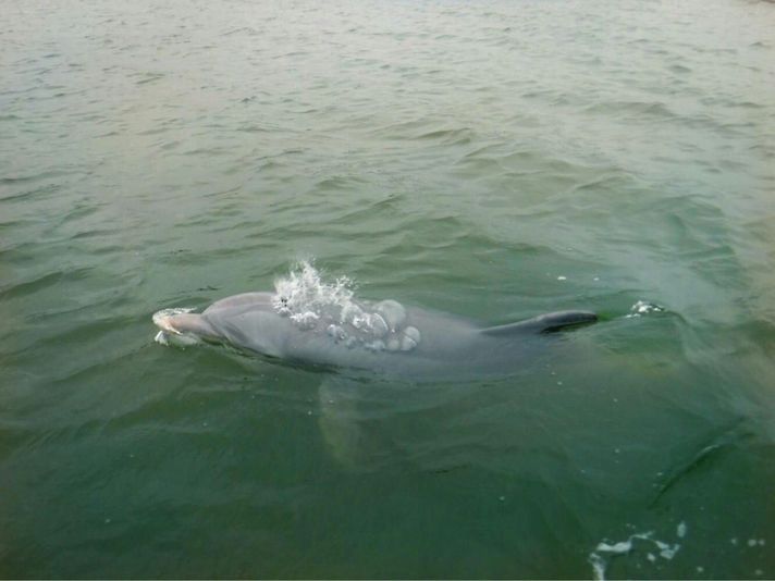Hilton Head Dolphin Tour with Donuts