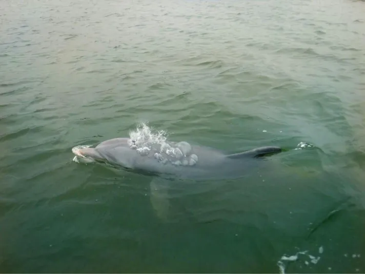 Hilton Head Dolphin Tour with Donuts