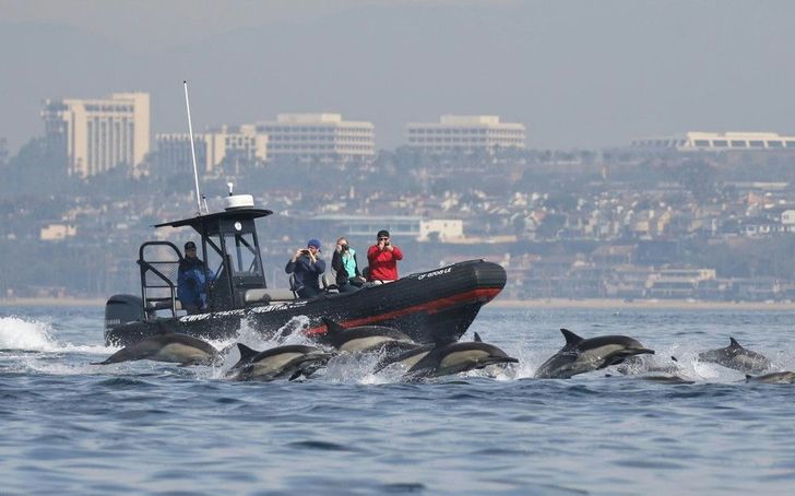 Dolphin & Whale Watching Adventure in Orange County - Image 1