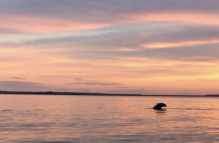 Hilton Head Mini Boat Dolphin Tour at Sunset - Image 3
