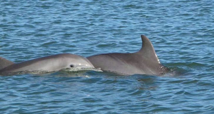 Charleston Harbor Tour and Haunted Carriage Tour - Image 7