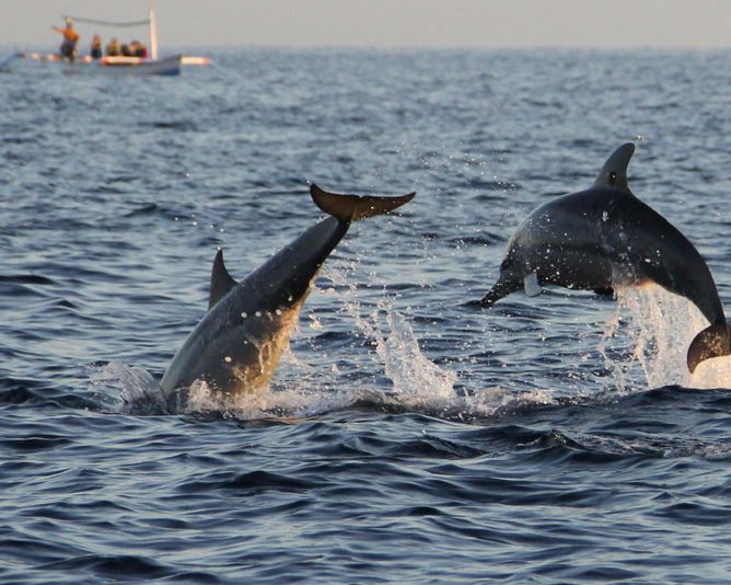 Dolphin & Manatee Boat Tour  in Naples