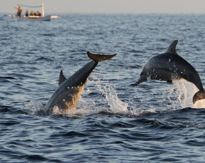 Dolphin & Manatee Boat Tour  in Naples