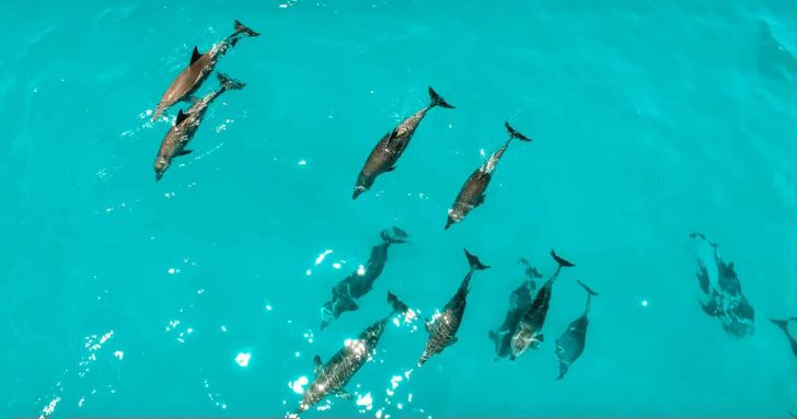 Sunset Dolphin Watch, Snorkeling & Unlimited Beer - Image 3