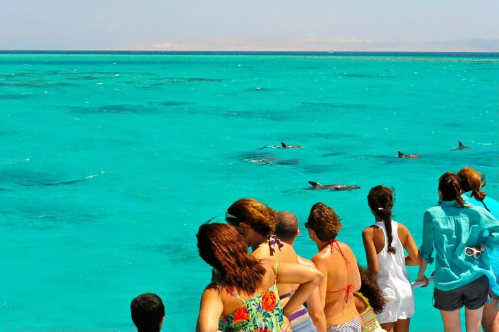 Morning Dolphin Watch  & Snorkel on a Catamaran - Image 4