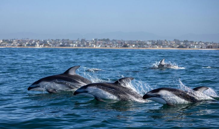 Dolphin & Whale Watching Adventure in Orange County - Image 4