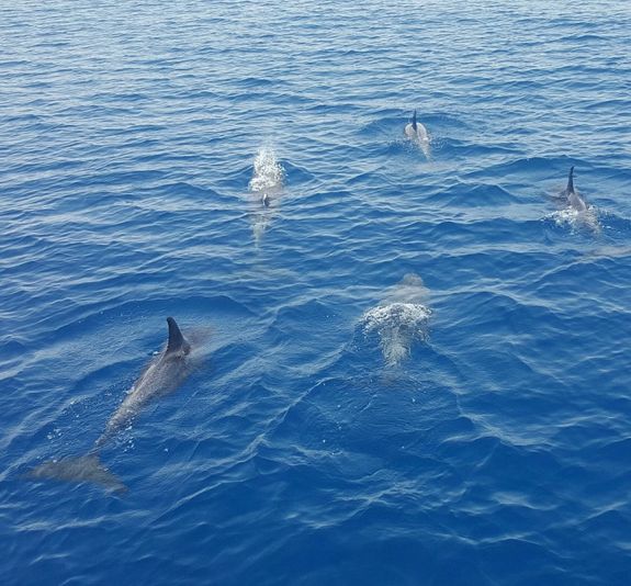 Key West Dolphin Watch Sunset Sail with Wine & Tapas - Image 5