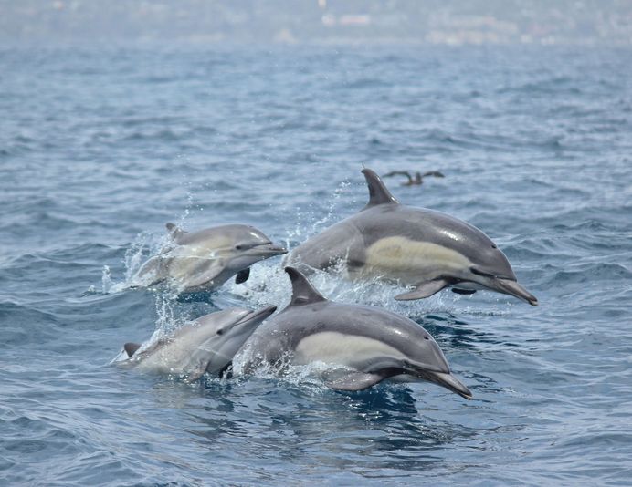 Exclusive Private Dolphin & Whale Adventure For Up To 6 - Image 3