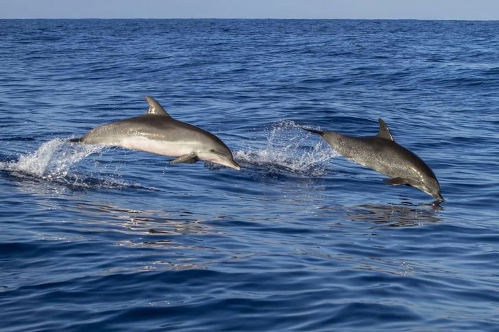 Sunset  Dolphin Cruise of Anna Maria island - Image 4