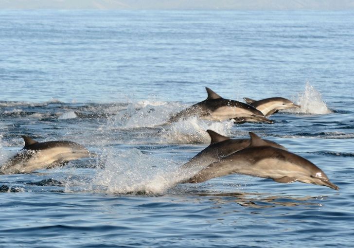 Summer Whale Watching & Dolphin Cruise in San Diego - Image 5