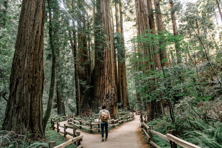 Half Day Muir Woods & Sausalito Tour from San Francisco