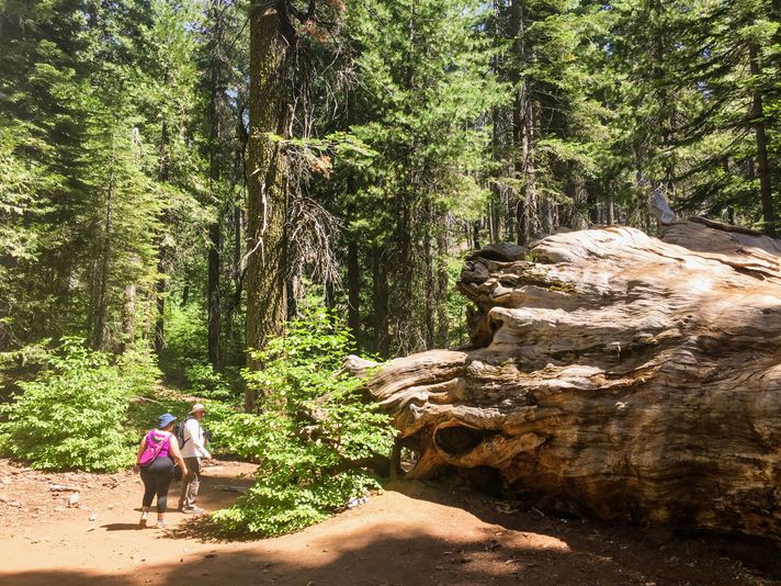 Yosemite & Giant Sequoias Day Tour from San Francisco - Image 2