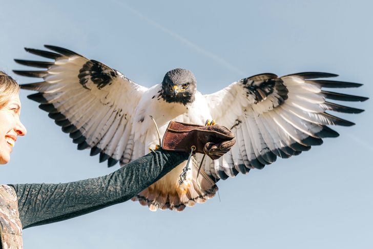 Immersive Falconry 101 Experience