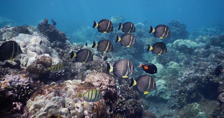 Morning Snorkel in Maui - Image 2