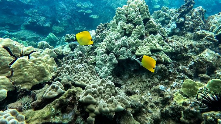 West Maui Snorkel Discovery - Image 4