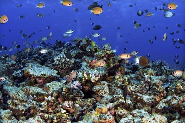 Makena South Maui Snorkeling Tour - Image 5