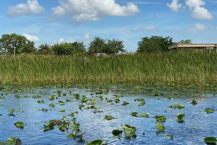 Everglades National Park Tour with Airboat Ride from Miami - Image 5