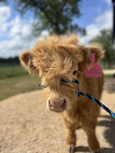 Family Cow Cuddling Experience in Austin - Image 3