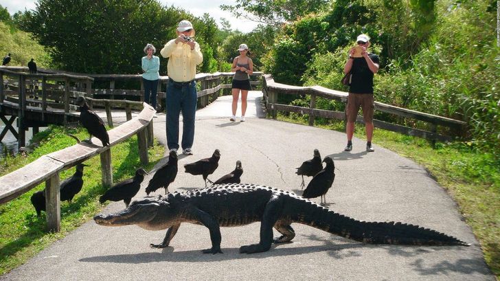 Everglades Airboat & Millionaire's Row Cruise & Bike Rental - Image 2