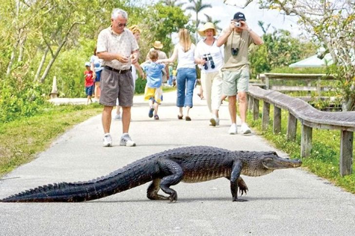 Everglades Airboat Adventure plus South Beach Bike Rental - Image 2