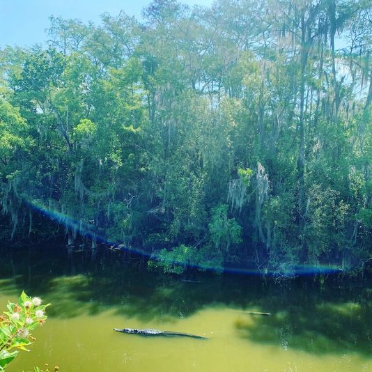 Big Cypress National Preserve Jeep Tour - Image 3
