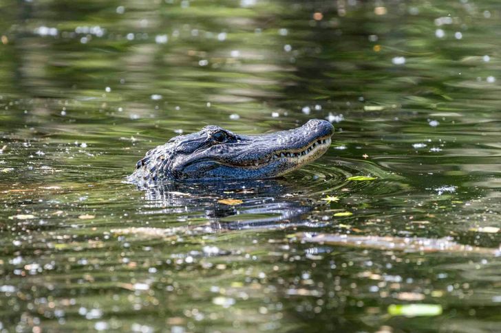 Premium Small Airboat Swamp Adventure - Image 2