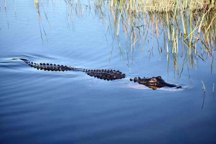 Private Everglades Airboat Tour & Animal Sanctuary Admission - Image 4