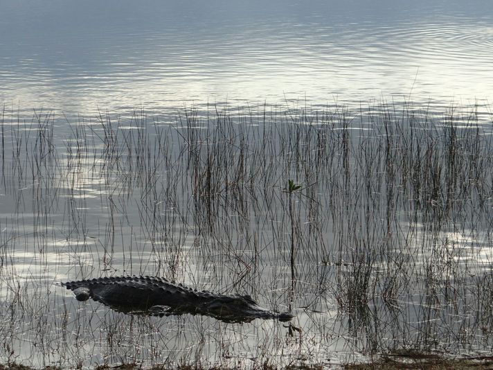 Destrehan Plantation + Covered Boat Swamp Tour - Image 5