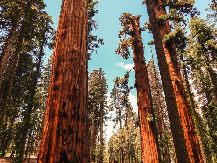 Yosemite & Giant Sequoias Day Tour from San Francisco - Image 3