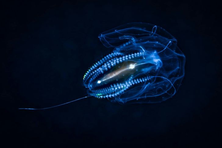 Bioluminescence Kayak Tour - Image 5
