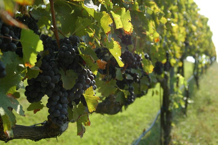 The Virginia History, Culture and Wine Experience - Image 2
