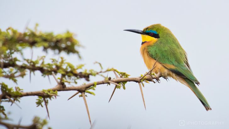 Wildlife Photography Online Course - Image 5